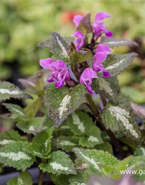 Lamium maculatum 'Chequers'