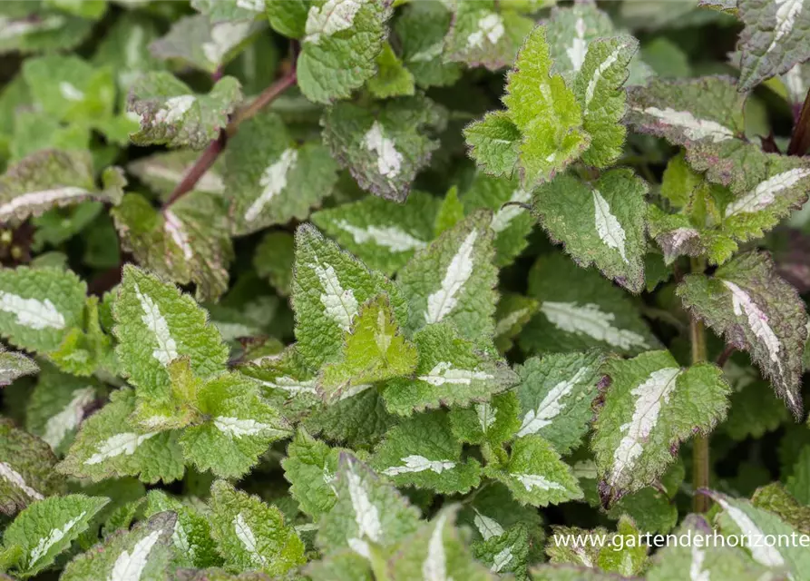 Lamium maculatum 'Chequers'