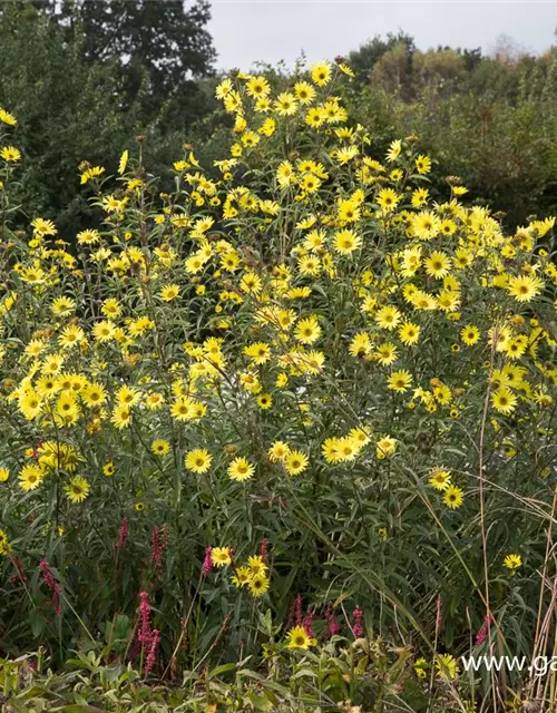 Kellermanns Sonnenblume