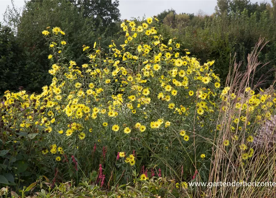 Kellermanns Sonnenblume