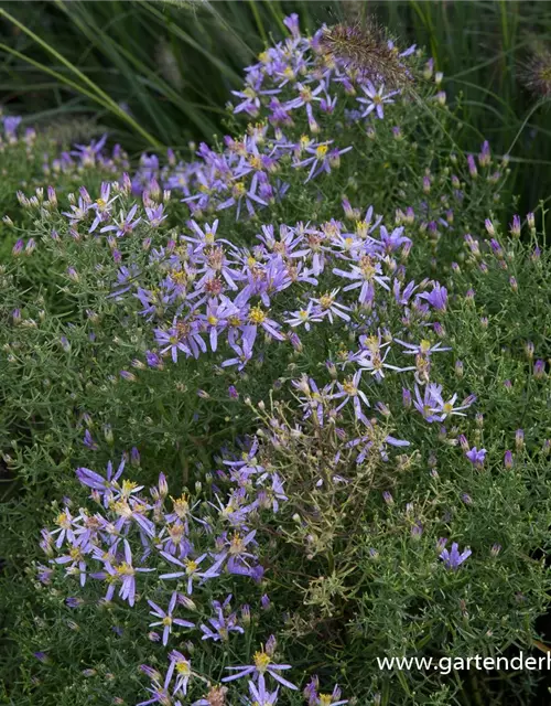 Niedrige Garten-Aster 'Nanus'