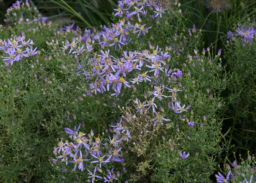 Niedrige Garten-Aster 'Nanus'