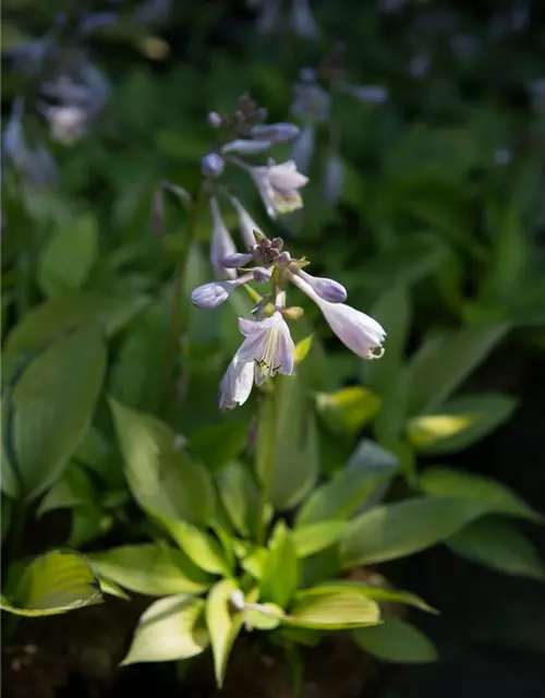 Hosta x tardiana 'June Fever' -R-