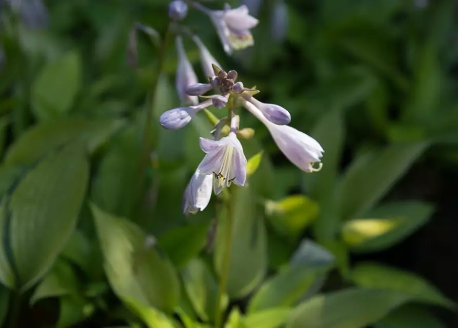 Hosta x tardiana 'June Fever' -R-