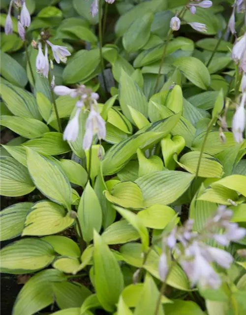 Hosta x tardiana 'June Fever' -R-