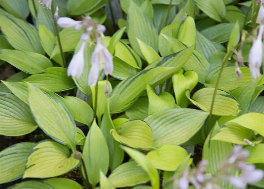 Hosta x tardiana 'June Fever' -R-