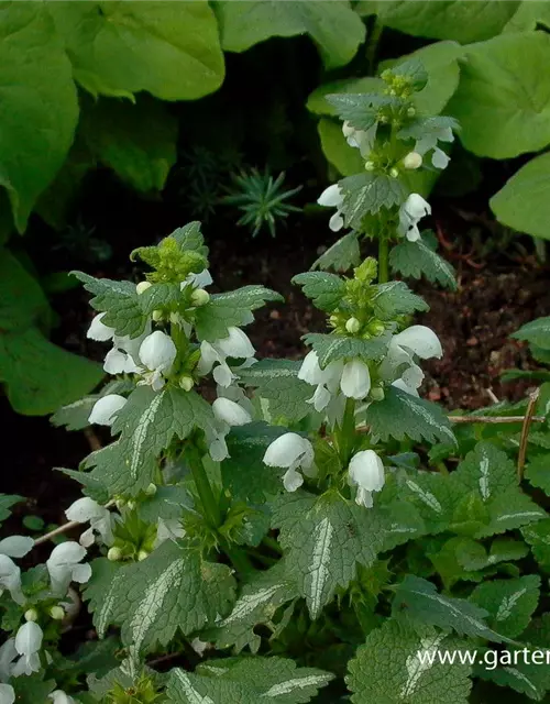 Lamium maculatum 'Album'