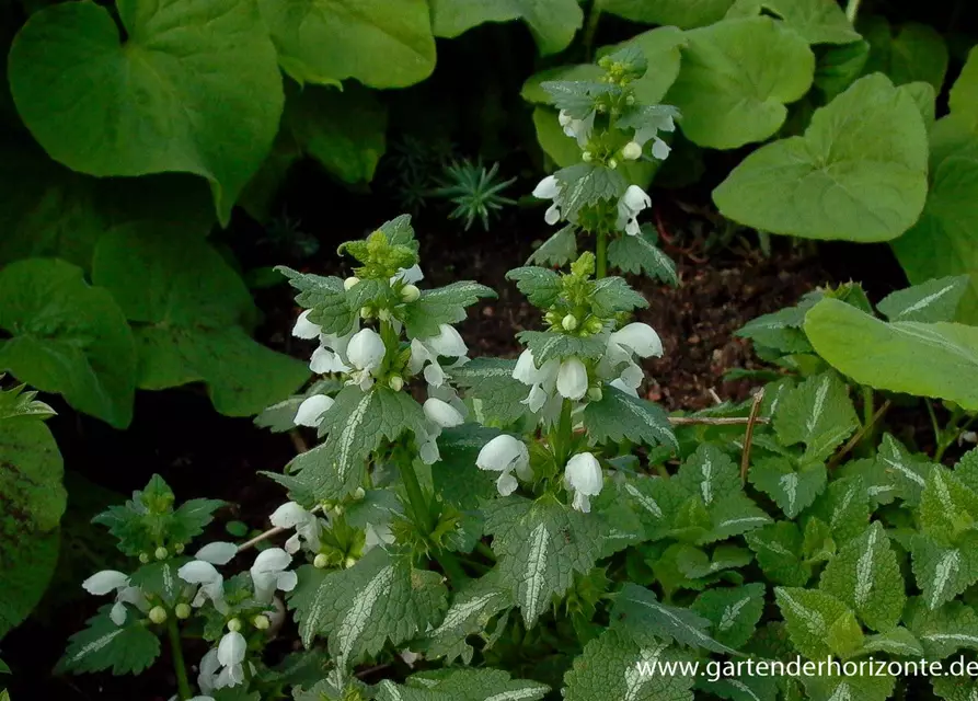 Lamium maculatum 'Album'