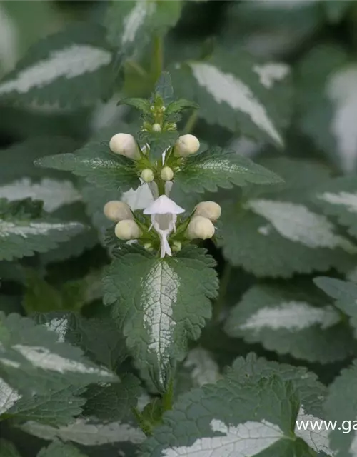 Lamium maculatum 'Album'