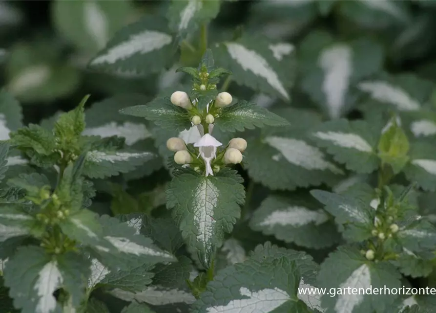 Lamium maculatum 'Album'