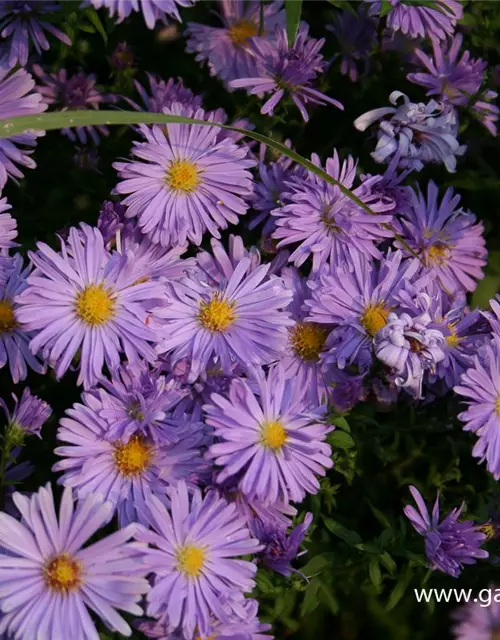 Kissen-Aster