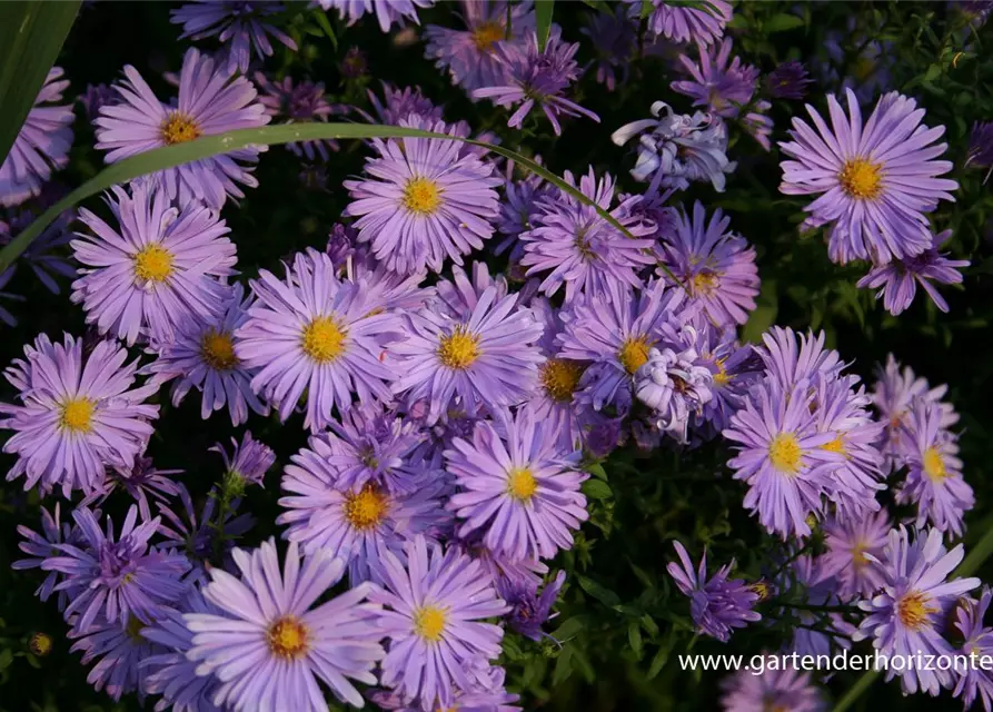 Kissen-Aster