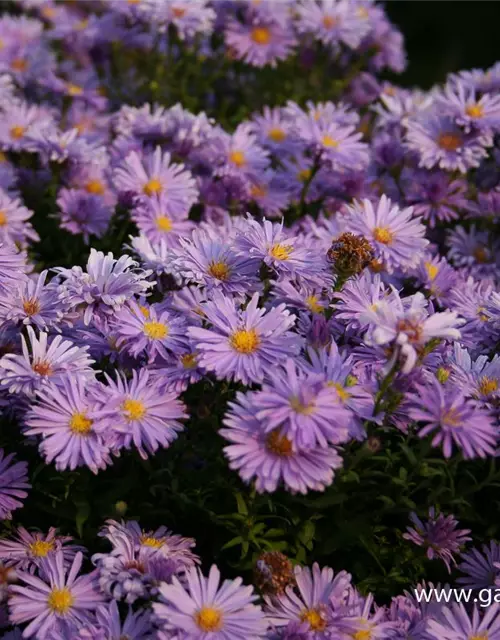 Kissen-Aster