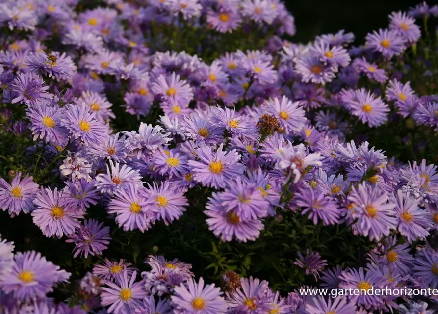 Kissen-Aster