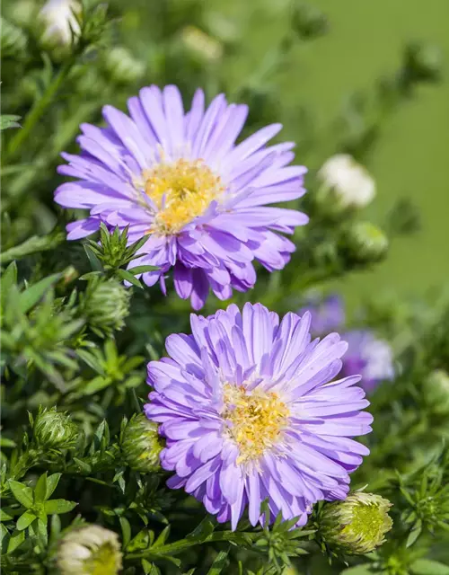 Kissen-Aster