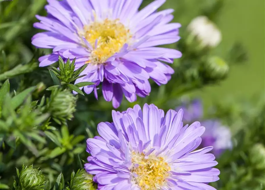 Kissen-Aster