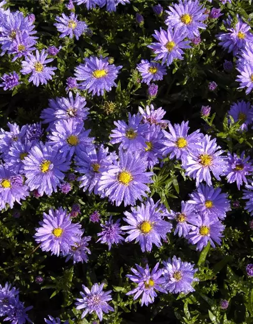 Kissen-Aster