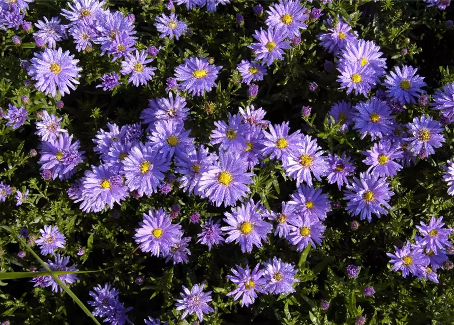 Kissen-Aster