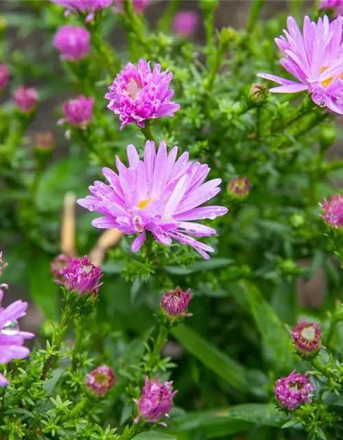 Kissen-Aster