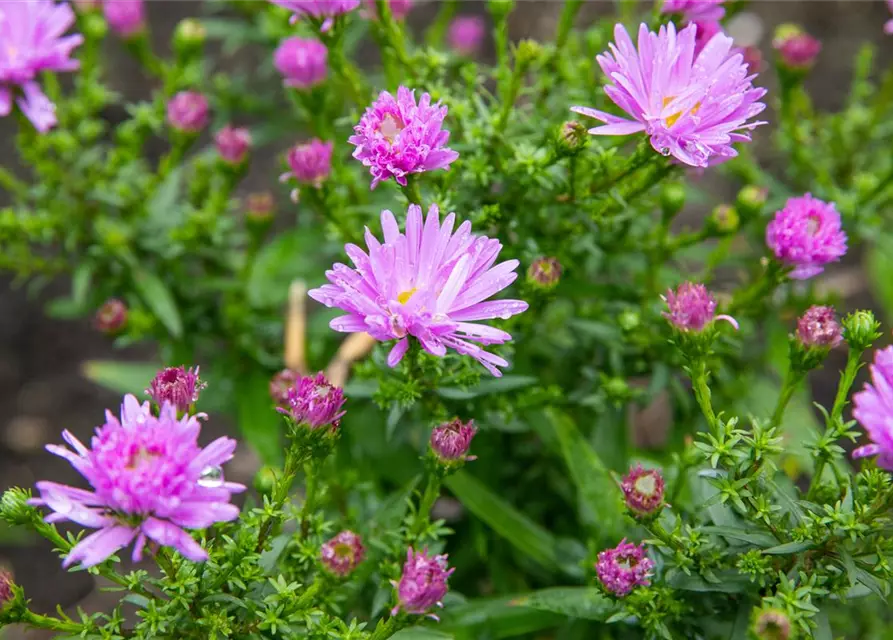 Kissen-Aster