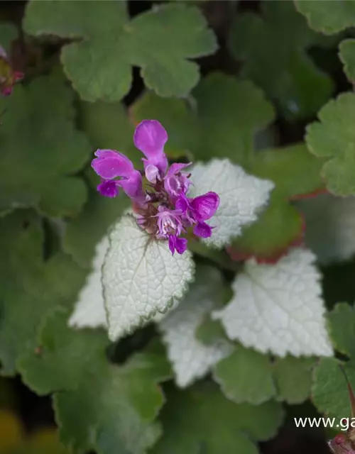 Lamium maculatum 'Red Nancy'