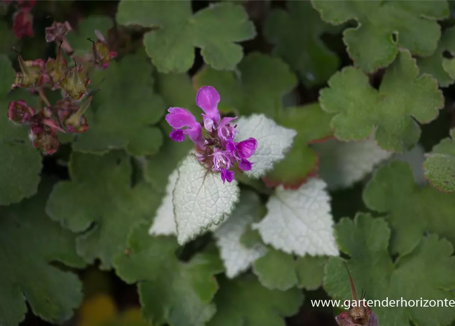 Lamium maculatum 'Red Nancy'