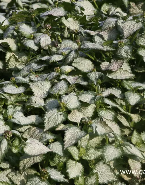 Lamium maculatum 'Red Nancy'