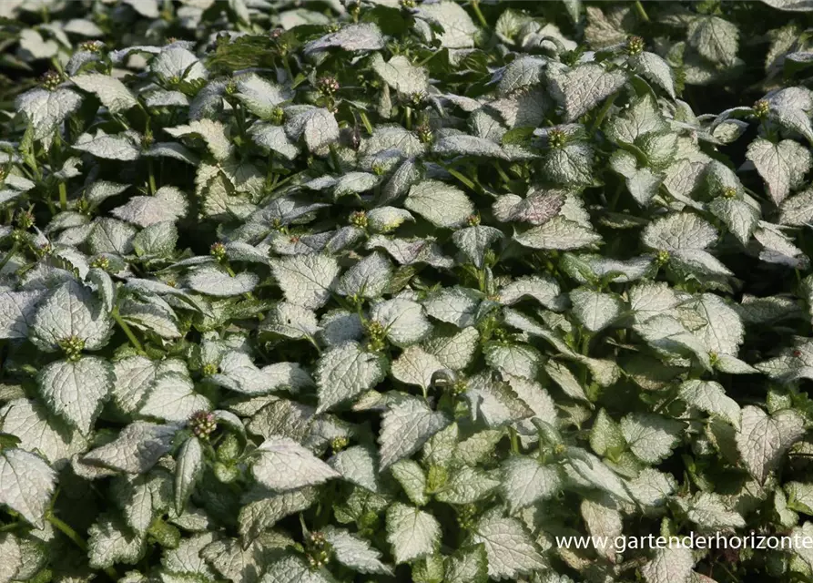 Lamium maculatum 'Red Nancy'