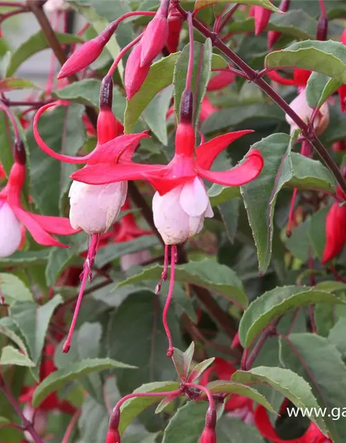 Patagonische Fuchsie 'Madame Cornelissen'