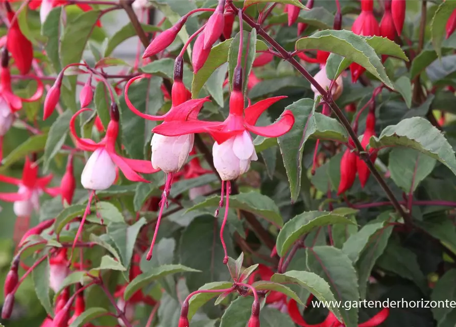 Patagonische Fuchsie 'Madame Cornelissen'