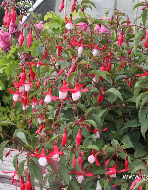 Patagonische Fuchsie 'Madame Cornelissen'