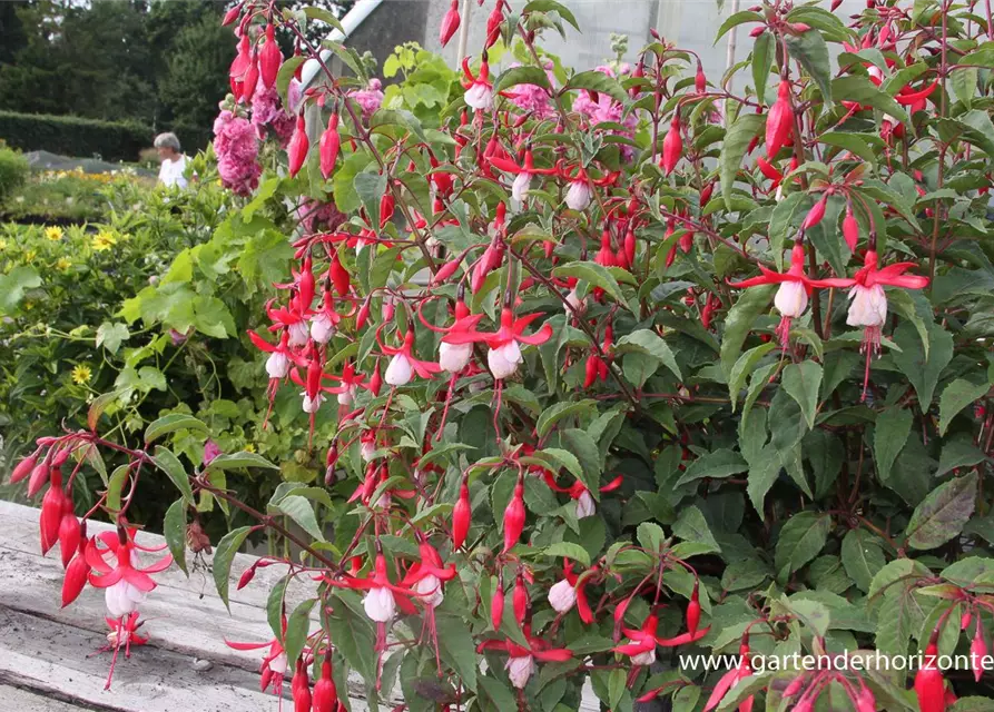 Patagonische Fuchsie 'Madame Cornelissen'