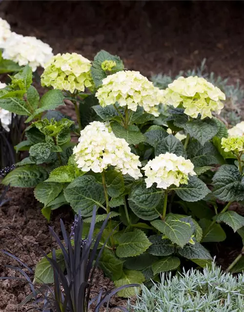 Hydrangea 'Endless Summer'®