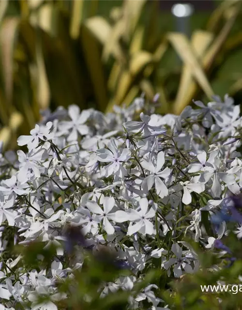 Phlox divaricata 'White Perfume'