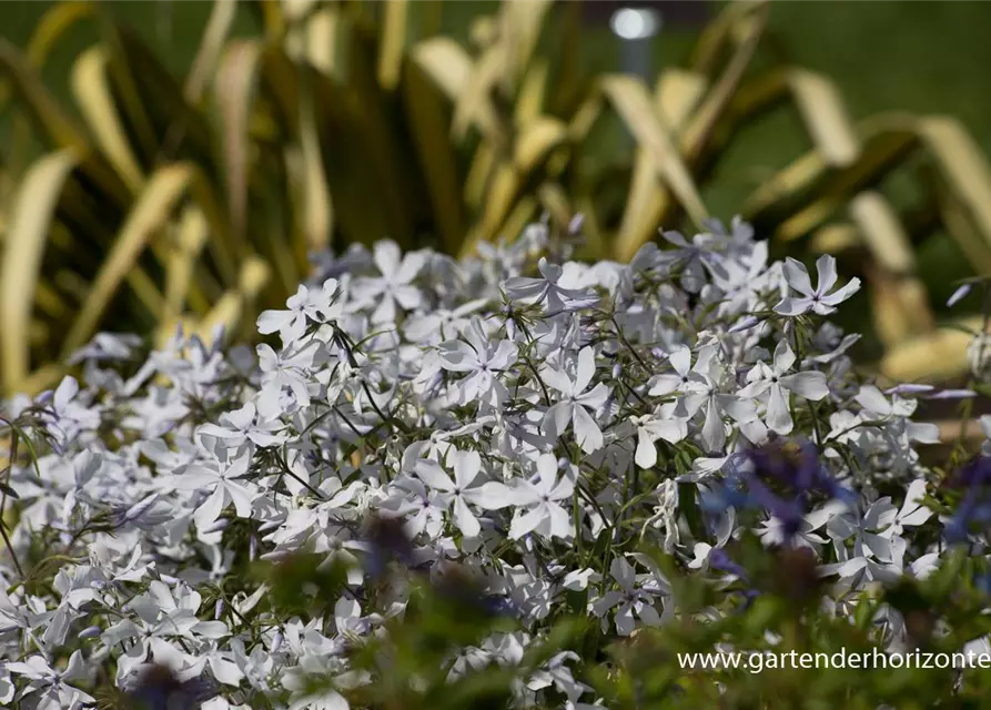 Phlox divaricata 'White Perfume'