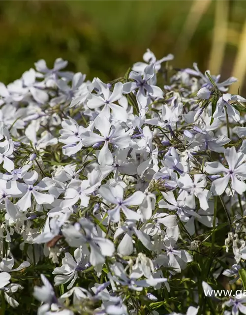 Phlox divaricata 'White Perfume'