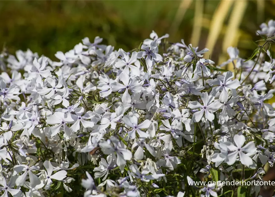 Phlox divaricata 'White Perfume'