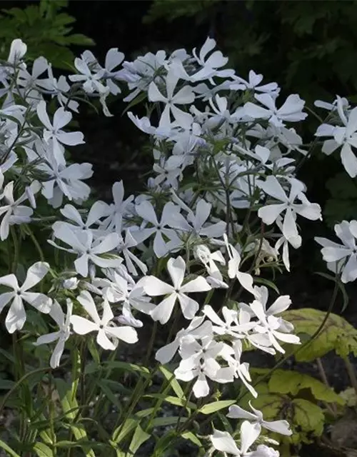 Phlox divaricata 'White Perfume'