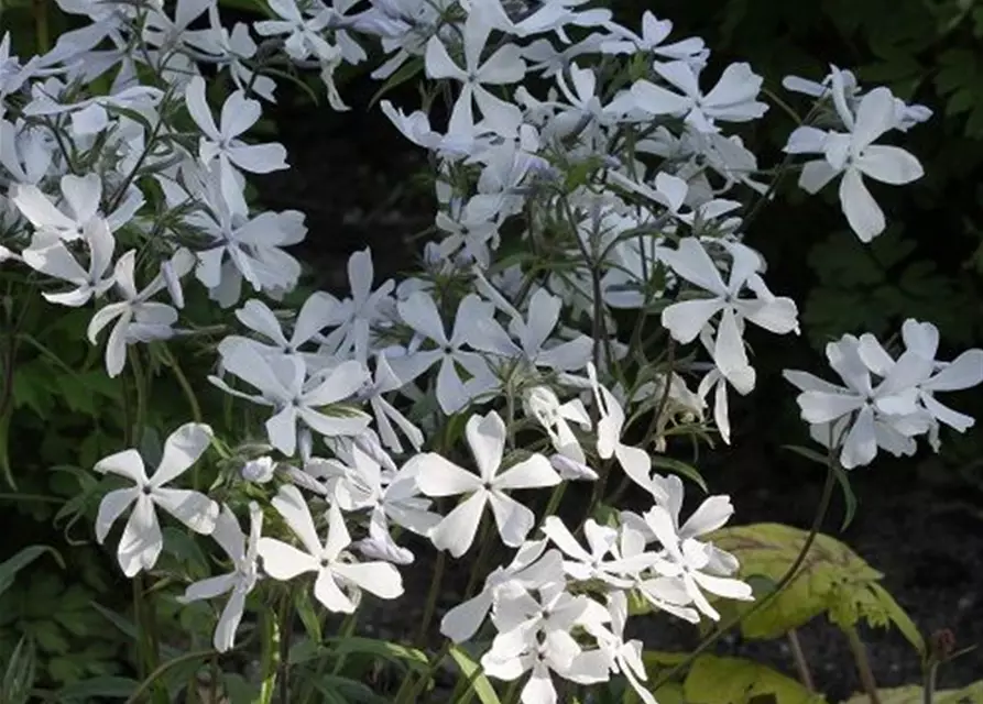 Phlox divaricata 'White Perfume'