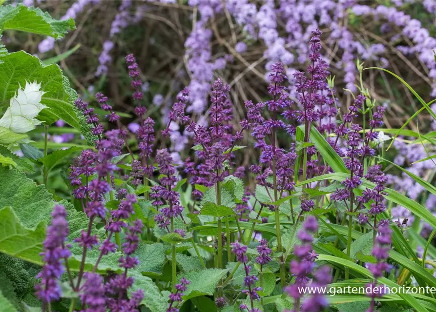 Quirlblütiger Garten-Salbei 'Purple Rain'