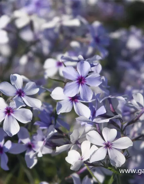 Phlox divaricata 'Chattahoochee'