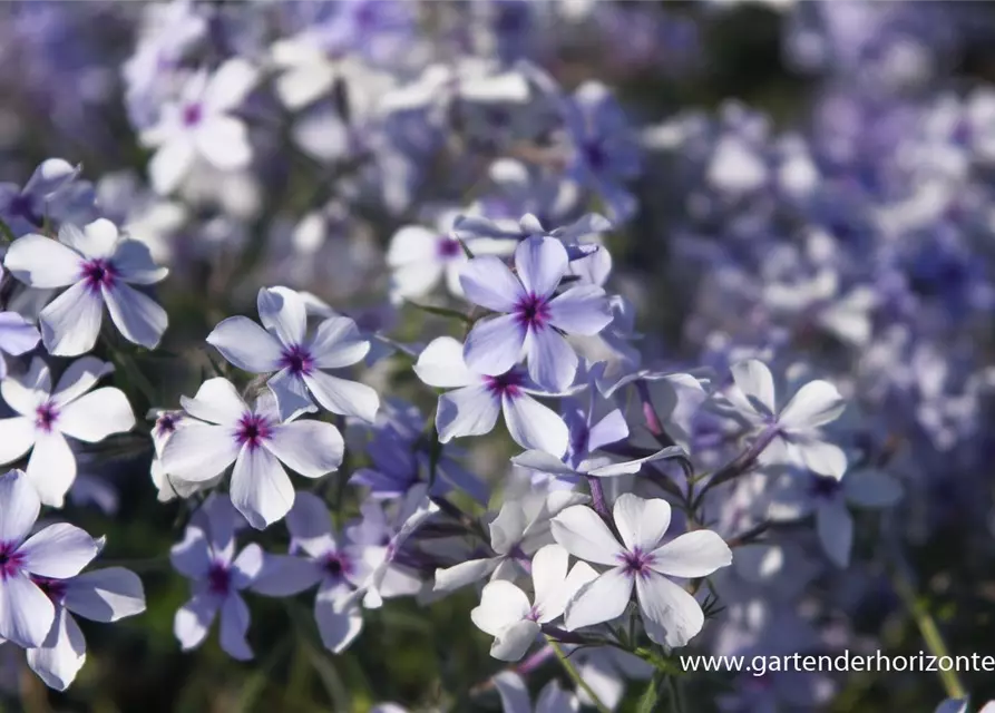 Phlox divaricata 'Chattahoochee'