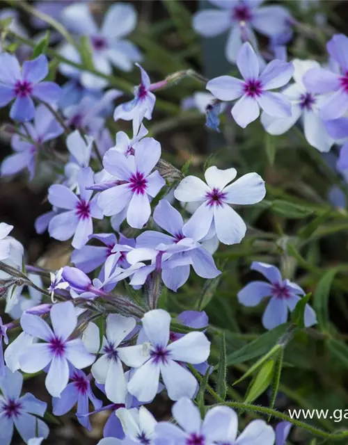 Phlox divaricata 'Chattahoochee'