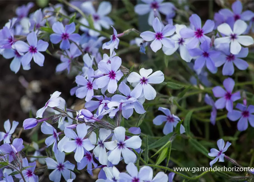 Phlox divaricata 'Chattahoochee'