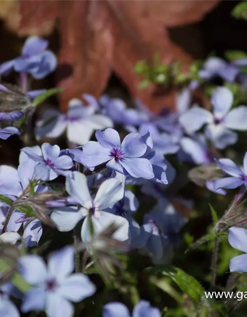 Phlox divaricata 'Chattahoochee'