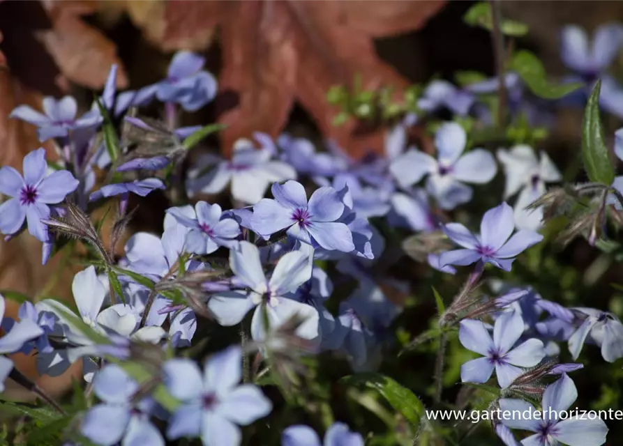 Phlox divaricata 'Chattahoochee'