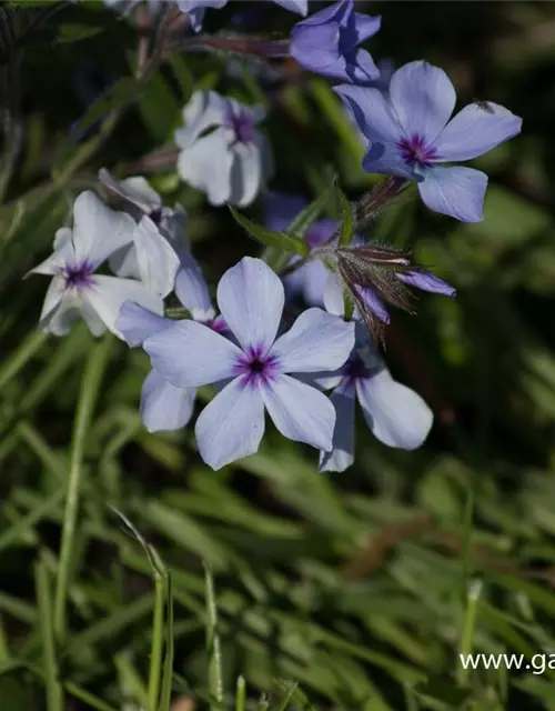 Phlox divaricata 'Chattahoochee'