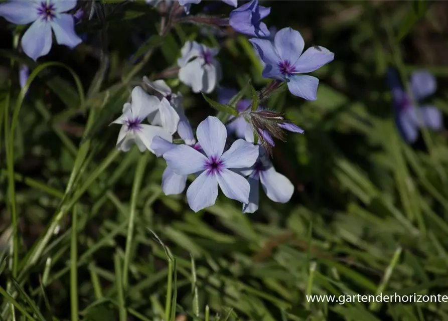 Phlox divaricata 'Chattahoochee'