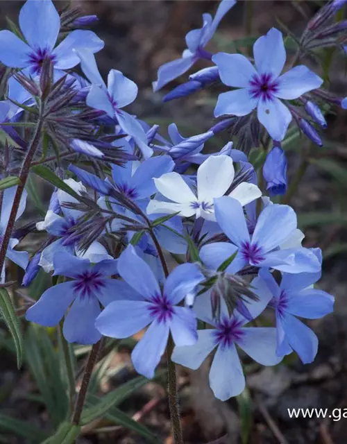 Phlox divaricata 'Chattahoochee'