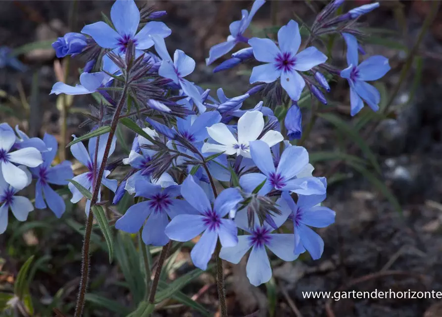 Phlox divaricata 'Chattahoochee'